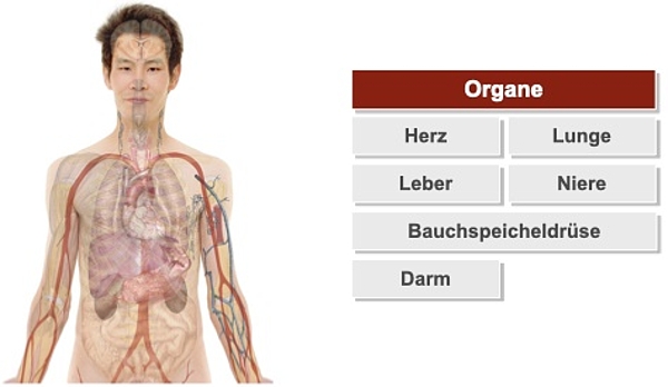 Mann mit Organen daneben Liste mit Organen für Organspende